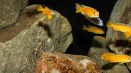 aquarium-von-ajakandi-darkstonembuna-2-0_Melanochromis johannii
