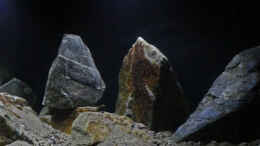 aquarium-von-ajakandi-darkstonembuna-2-0_Aufnahmen in der Einlaufphase mit LED-Spots (die zum Fotogra