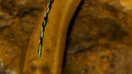 aquarium-von-ajakandi-darkstonembuna-2-0_M. johannii - sehr schön zu sehen die Querstreifen am Kopf 
