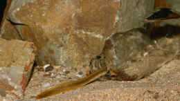 Aquarium einrichten mit Mastacembelus shiranus .. bei der Flaschenfütterung