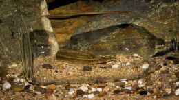 Aquarium einrichten mit Mastacembelus shiranus