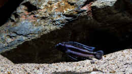Aquarium einrichten mit Melanochromis johannii -- von jung zu alt ..