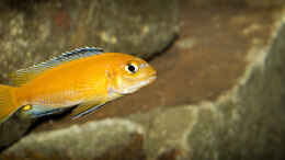 Aquarium einrichten mit Melanochromis johannii