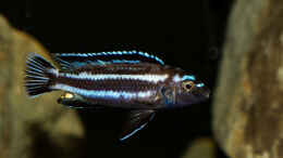aquarium-von-ajakandi-darkstonembuna-2-0_M. johannii ... das Männchen wird immer dunkler ...