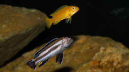 aquarium-von-ajakandi-darkstonembuna-2-0_M. johannii .. hier das Weibchen und das sich umfärbende M