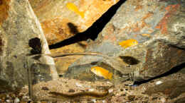 aquarium-von-ajakandi-darkstonembuna-2-0_.. die Futterflasche ist nur zeitweise im Becken und gehört