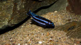 Foto mit Melanochromis johannii .. am Grund vor seinem Revier ..