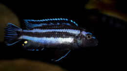 Foto mit Melanochromis johannii - immer mehr Farbe kommt durch ..
