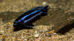 Foto mit Melanochromis johannii - sie machen sich sehr gut :-)