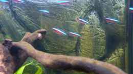aquarium-von-bassman-south-amerika-from-south-tyrol_Paracheirodon axelrodi (roter Neon)