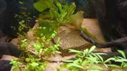 Aquarium einrichten mit Micranthemum umbrosium (Perlenkraut)