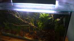 aquarium-von-scolo-trichopsis-pumila_Mit Lichtblende, nach 1 Monat