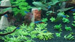 Foto mit Neonsalmler Paracheirodon innesi Foto mit Neonsalmler Paracheirodon innesi