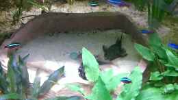 aquarium-von-ottche-peruaner--nur-noch-als-beispiel-_Die Sandkiste im Becken