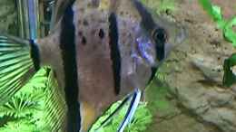 aquarium-von-ottche-peruaner--nur-noch-als-beispiel-_Peru Altum,im Hintergrund Limnophila heterophylia