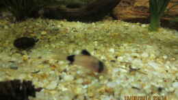aquarium-von-ottche-peruaner--nur-noch-als-beispiel-_Panda-Panzerwels