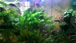 aquarium-von-ottche-peruaner--nur-noch-als-beispiel-_Pflanzen mit Lichtreflexen...