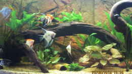 aquarium-von-ottche-peruaner--nur-noch-als-beispiel-_Die grosse Moorkienwurzel