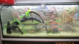 aquarium-von-ottche-peruaner--nur-noch-als-beispiel-_Hier der rechte Teil mit einer Savannenwurzel die wieder ent