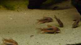 aquarium-von-carkl-lago-pampo-aufgeloest_Bodenpersonal (Corydoras aeneus)