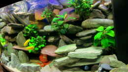 aquarium-von-mbuna-mbuna-place_mit Fischen