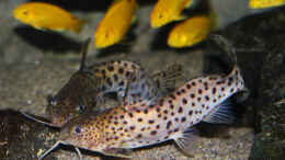 aquarium-von-florian-bandhauer-lake-malawi-cichlids_Synodontis Njassae 