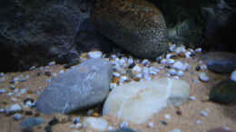 aquarium-von-florian-bandhauer-lake-malawi-cichlids_Auch unterschiedlich große Kiesel liegen im becken und sind
