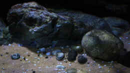 aquarium-von-florian-bandhauer-lake-malawi-cichlids_Altes H-Modul im Sand
