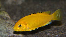 aquarium-von-florian-bandhauer-lake-malawi-cichlids_Labidochromis caeruelus kakusa 