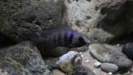 aquarium-von-florian-bandhauer-lake-malawi-cichlids_Details im Becken mit Placidochromis Weibchen