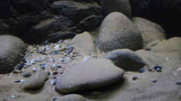 aquarium-von-florian-bandhauer-lake-malawi-cichlids_Flusskiesel und kleinere Kiesel im Sand 