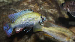 Aquarium einrichten mit Astatotilapia calliptera Männchen 
