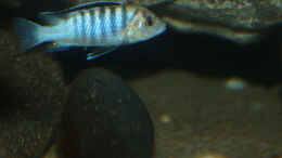 Aquarium einrichten mit Labidochromis sp.nkali