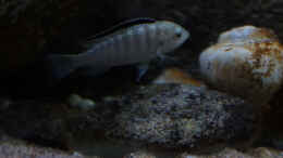 Aquarium einrichten mit Labidochromis sp.nkali
