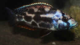 Aquarium einrichten mit Nimbochromis livingstonii - Männchen
