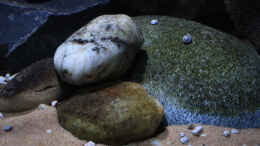 aquarium-von-florian-bandhauer-lake-malawi-cichlids_Module und echte Steine