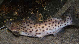 aquarium-von-florian-bandhauer-lake-malawi-cichlids_Synodontis Njassae, hier das kleinere Männchen