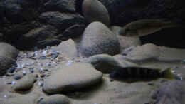 aquarium-von-florian-bandhauer-lake-malawi-cichlids_Der helle neue original Malawisee Sand