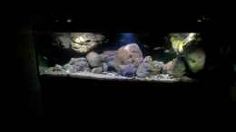 aquarium-von-florian-bandhauer-lake-malawi-cichlids_Eindrücke im Licht