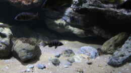 aquarium-von-florian-bandhauer-lake-malawi-cichlids_Die linke Seite mit der großen Sandzone, diese läuft von d