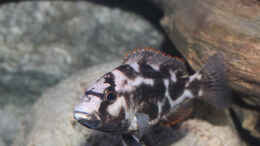 Foto mit Nimbochromis livingstonii - Weibchen