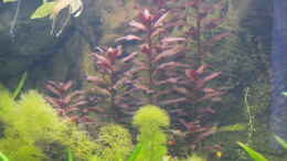 aquarium-von-h-t--suedamerika--existiert-nicht-mehr--beispiel_Ludwigia perensis