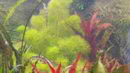 Aquarium einrichten mit Althernatea roseafolia + Cabomba aquatica