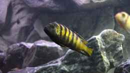 aquarium-von-dako77-3m-malawisee-felsenzone_Pseudotropheus elongatus chailosi chitande Männchen