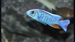 aquarium-von-dako77-3m-malawisee-felsenzone_Sciaenochromis fryeri Männchen weiße Blässe
