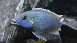Aquarium einrichten mit Melanochromis lepidiadaptes Männchen