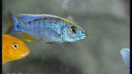 Aquarium einrichten mit Sciaenochromis fryeri Männchen gelbe Blässe