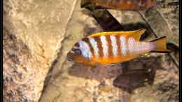 aquarium-von-dako77-3m-malawisee-felsenzone_Pseudotropheus zebra long pelvic