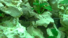 Aquarium einrichten mit 2 Altolamprologus Calvus black ca. 4 cm