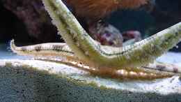 Aquarium einrichten mit Archaster angulatus